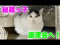 【待機組の天使にゃんず】園長宅のクックくんとシーちゃん【代表秘蔵っ子】【Rescued cats】