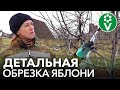 КАК ОБРЕЗАТЬ ЯБЛОНЮ ПРАВИЛЬНО? Формируем компактную и ажурную крону для богатого урожая