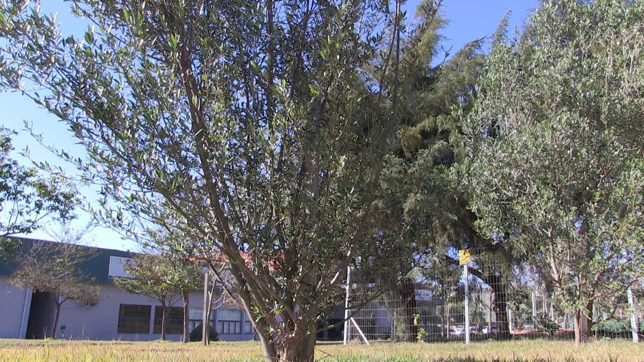 CURIOSIDADE SOBRE PLANTIO DE OLIVEIRAS