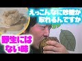 【農作物はスゴイ！】砂糖大根で砂糖作り～♪こんな採れるなんて