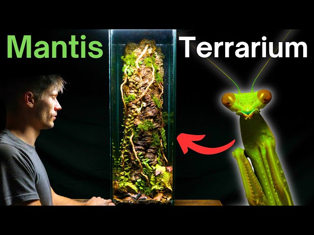 I Made A Tree Trunk Terrarium For a Praying Mantis, Here’s How! class=