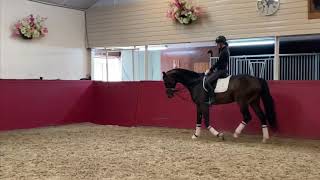 Charlton - Dutch Dressage Horse From Holland For Sale 2