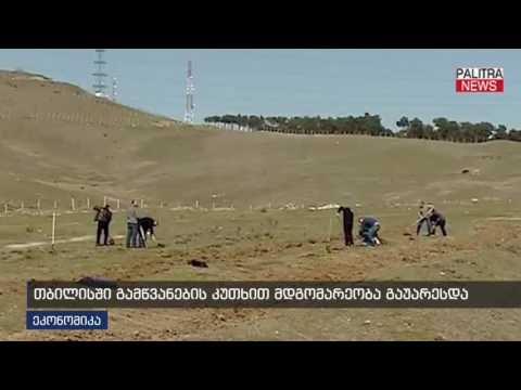 თბილისში გამწვანების კუთხით მდგომარეობა გაუარესდა