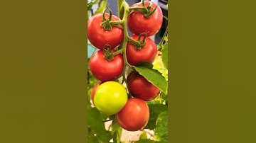 Harvesting Fresh Tomatoes Right From the Garden