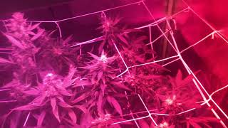 Maverick’s Grow Season 4 Episode 1- SCROG net installed