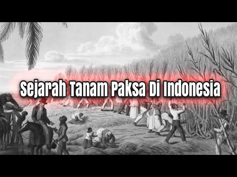 Sejarah Sistem Tanam Paksa Di Indonesia