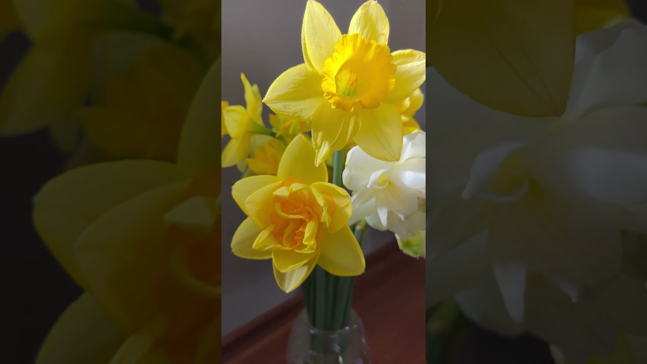 Double daffodils! Sherborne narcissus and more in early April #springbulbs #cutflowers