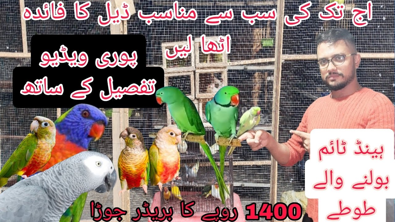 رانا بھائی کی اج تک کی سب سے سستی ڈیل فائدہ اٹھا لیں 1400 کا بریڈر جوڑا #birds  @Pakistanlahorepets 