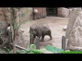 EEG Asiatischer Elefant, Rotterdam, Blijdorp, NL, 01. 07. 2022. Trong Nhi mit Nhi Linh.