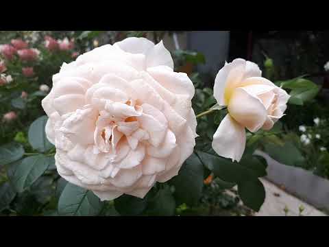 Видео: Как отглеждате роза от Campion?