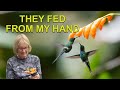 Hand Feeding Hummingbirds: The Green Thorntail