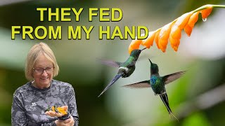 Hand Feeding Hummingbirds: The Green Thorntail