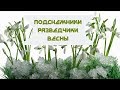 Подснежники - Разведчики Весны