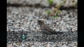 Alert Bird SMART MASTERING