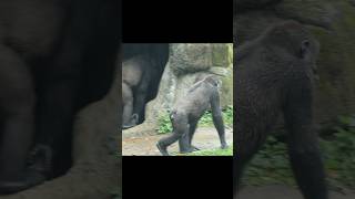 Gorilla Screaming For