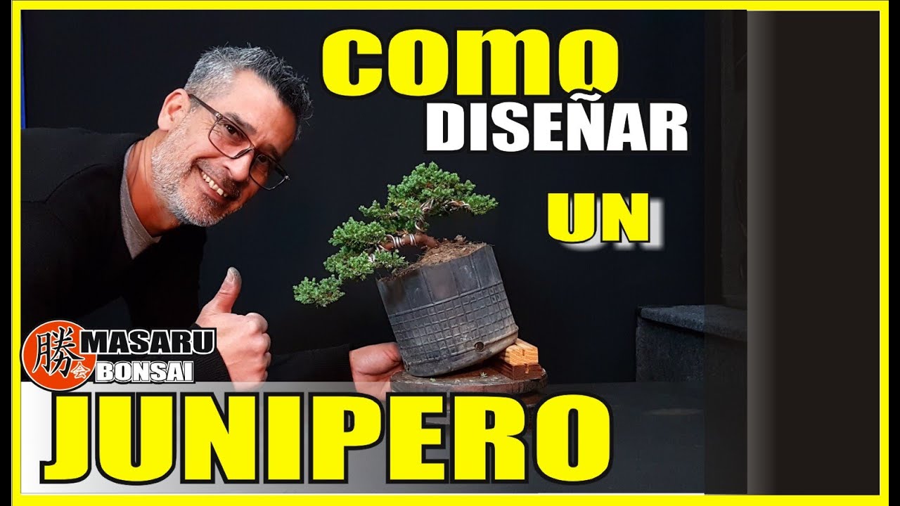 COMO DISEÑAR  UN BONSAI |  JUNIPERO de VIVERO  -  bonsai trees for beginners