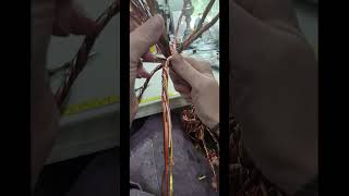 Part 6 Autumn Stand-alone Wire Tree of Life. This is a wire Tree of Life art tutorial series.