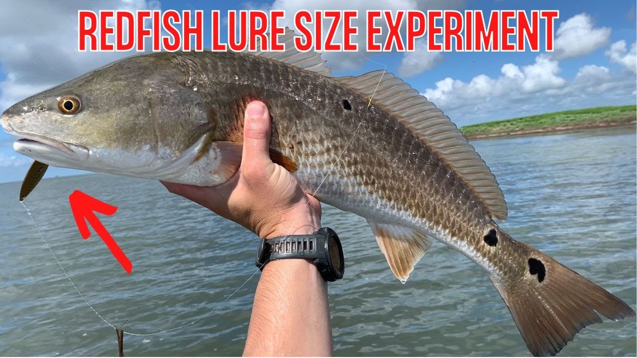 Redfish Fishing Lure Size Profile Experiment Fishing Report YouTube Redfish Fishing Lure Size Profile Experiment Fishing Report YouTube