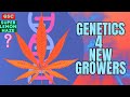 Best genetics for new growers