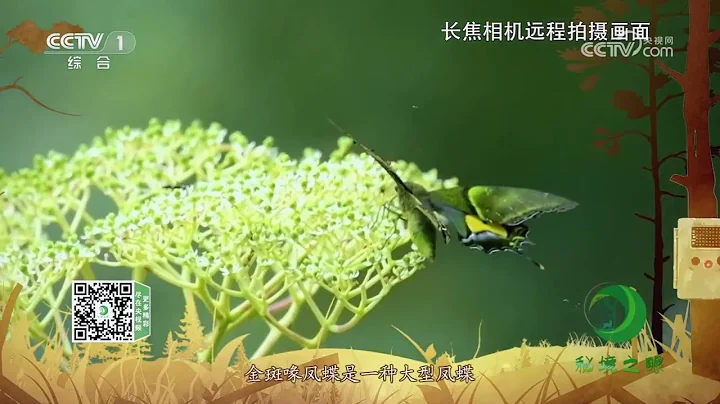 《秘境之眼》 金斑喙鳳蝶 20230530| CCTV - 天天要聞