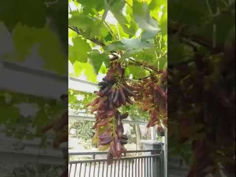 Video: Perawatan Anggur Muscadine: Tips Menanam Anggur Muscadine