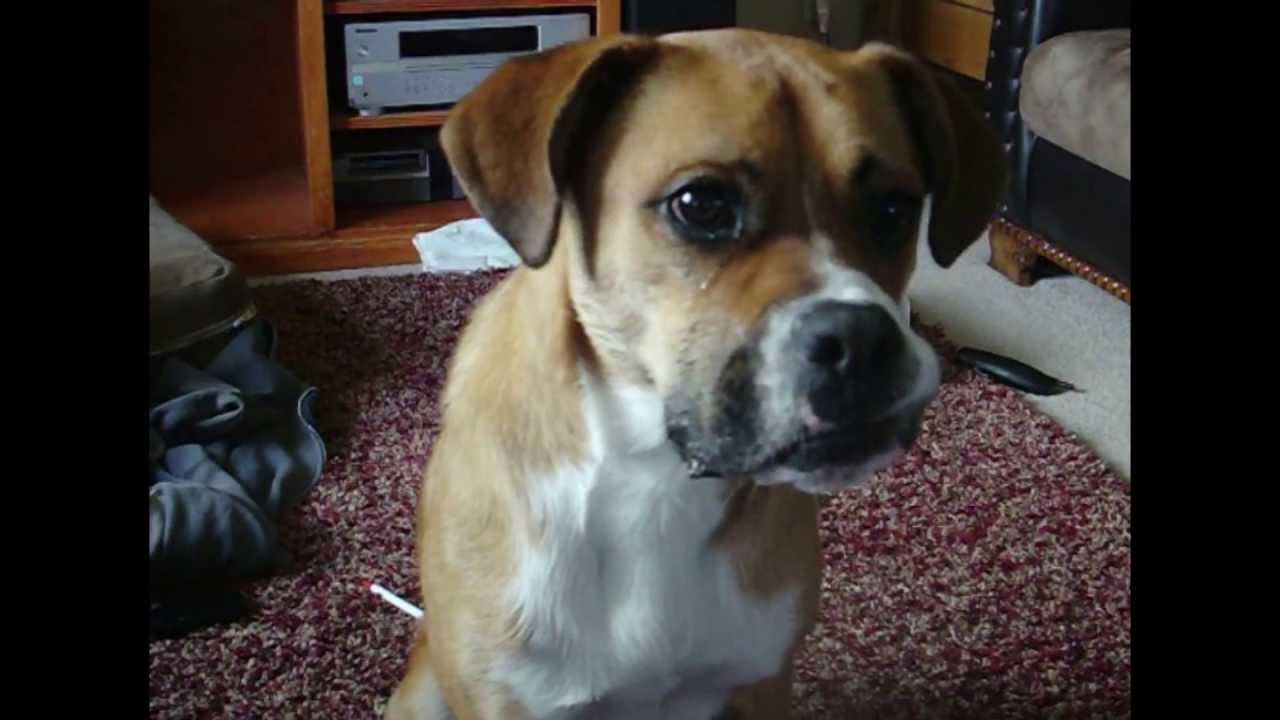 水鉄砲vs 犬 圧倒的な勝者は 動画 Yahoo 映像トピックス 水鉄砲vs 犬 圧倒的な勝者は 動画 Yahoo 映像トピックス