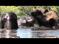 Amboseli Elephants on a trip to the swamp
