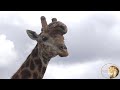 Giraffe With Massive Tumor Spotted In Kruger National Park