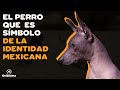 9 COSAS QUE DEBES SABER SOBRE EL XOLOITZCUINTLE の動画、YouTube動画。