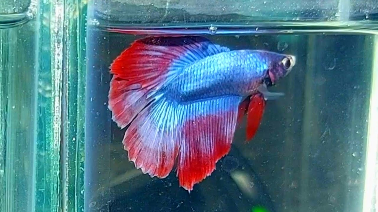beli ikan cupang halfmoon, adu ikan cupang halfmoon, ikan cupang