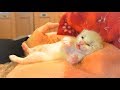 【保護子猫】お腹いっぱい…むにゃむにゃ言いながら寝落ちする赤ちゃん猫【生後８日】sleepy kitten