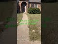 But I got high#shorts #funny #comedy #lawn #grass #last