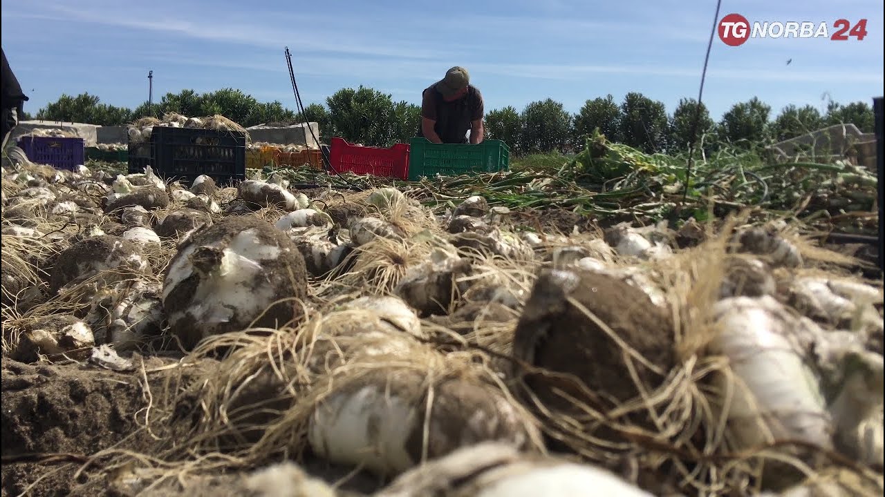 Margherita di Savoia, il progetto 