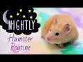 🌜Nightly Hamster Routine with Kashi! (Easy Version)