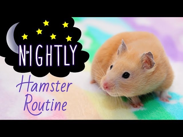 🌜Nightly Hamster Routine with Kashi! (Easy Version) class=