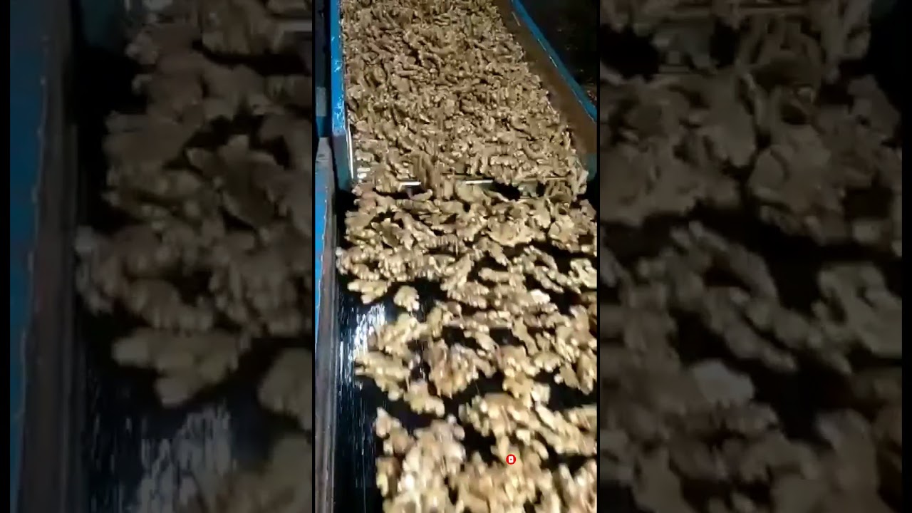 Fresh Ginger From Karnataka | Contact :8210556731/Vicky Agro  Wholesaler