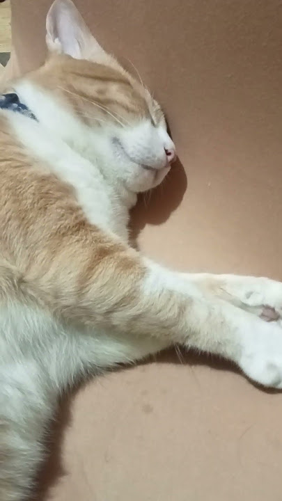 The sleeping burdagol😄