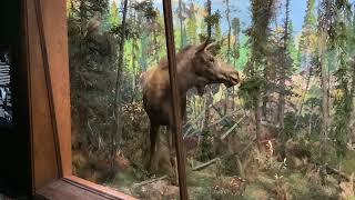 My Trip To The American Museum of Natural History Part 1: Hall Of North American Mammals