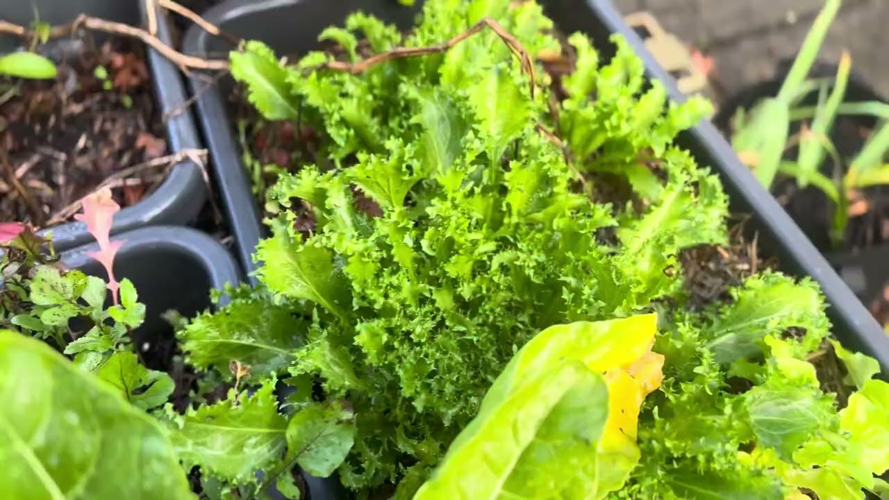 Cold damage on Hawaiian guava and a rundown of what’s on the veggie patch