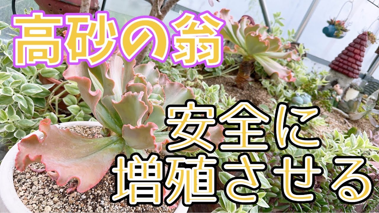 多肉植物】高砂の翁を安全に増やす💖 - YouTube