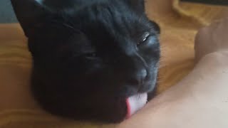 KITTEN LICKING MY ARM | PART 2 | ASMR