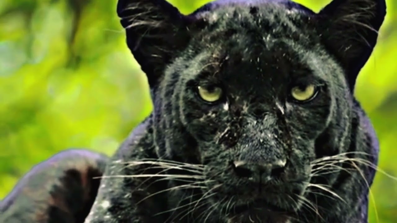 JOHNNY - AFRO ÍNDIGENA feat CLARAOPARÁ