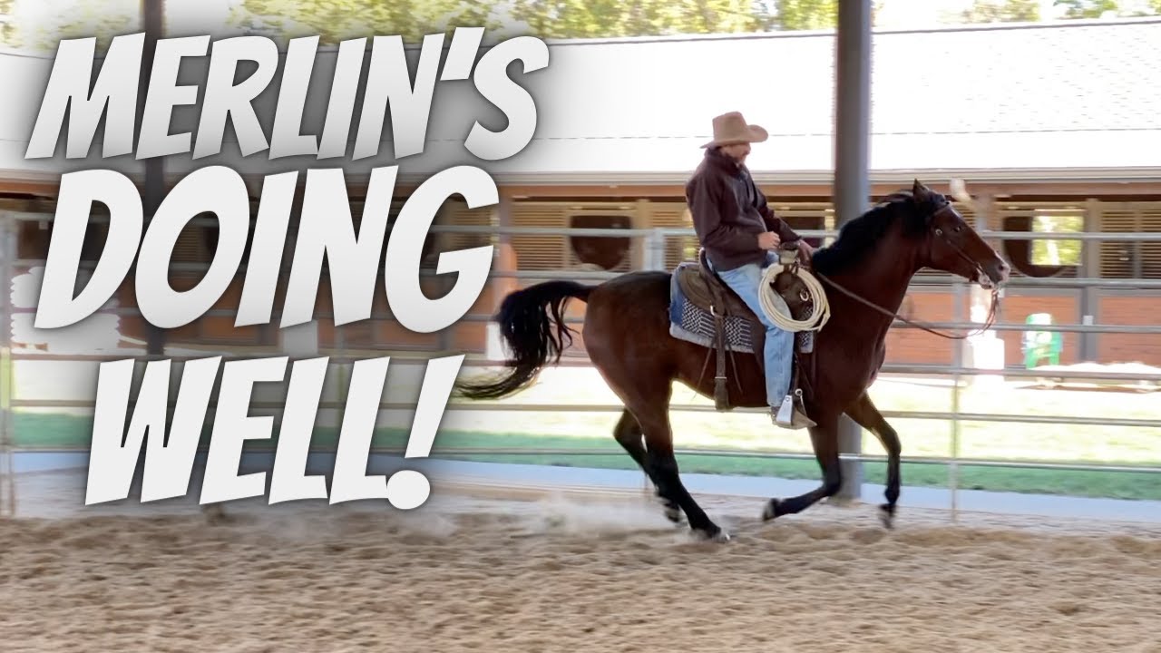 Merlin's Doing Well Horse Training Horse Farm YouTube