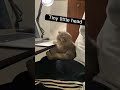 funny cats #cats#shorts