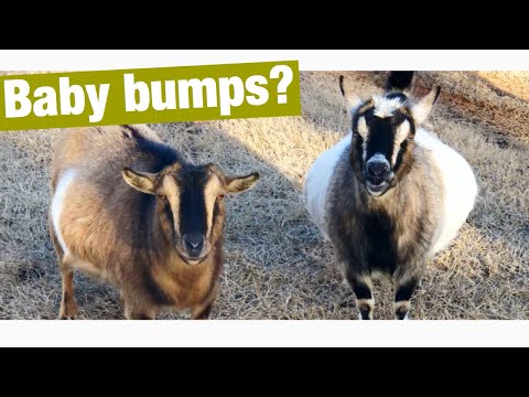 Video: Gaano katagal buntis ang Nigerian dwarf goats?