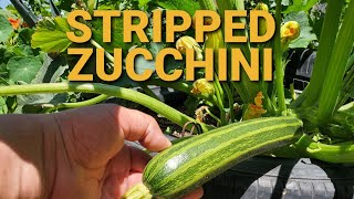 Growing The Stripped Zucchini for the first time in my garden.