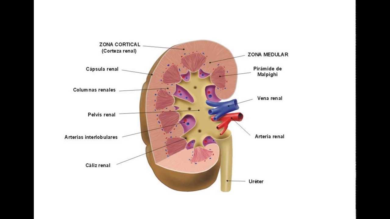 Cual es la funcion del riñon