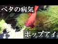 [コンプリート！] ポップアイ 治療 海水魚 581891-ポップアイ 治療 海水魚