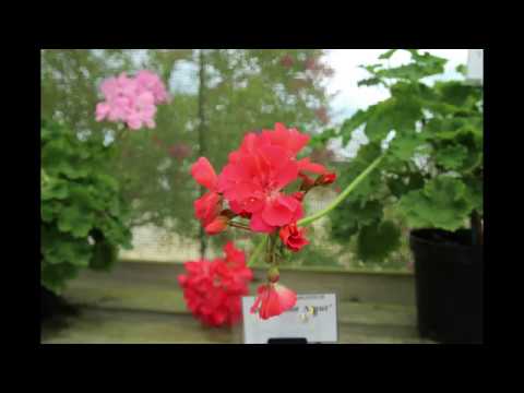 Video: Si Të Njohim Sëmundjet Pelargonium?