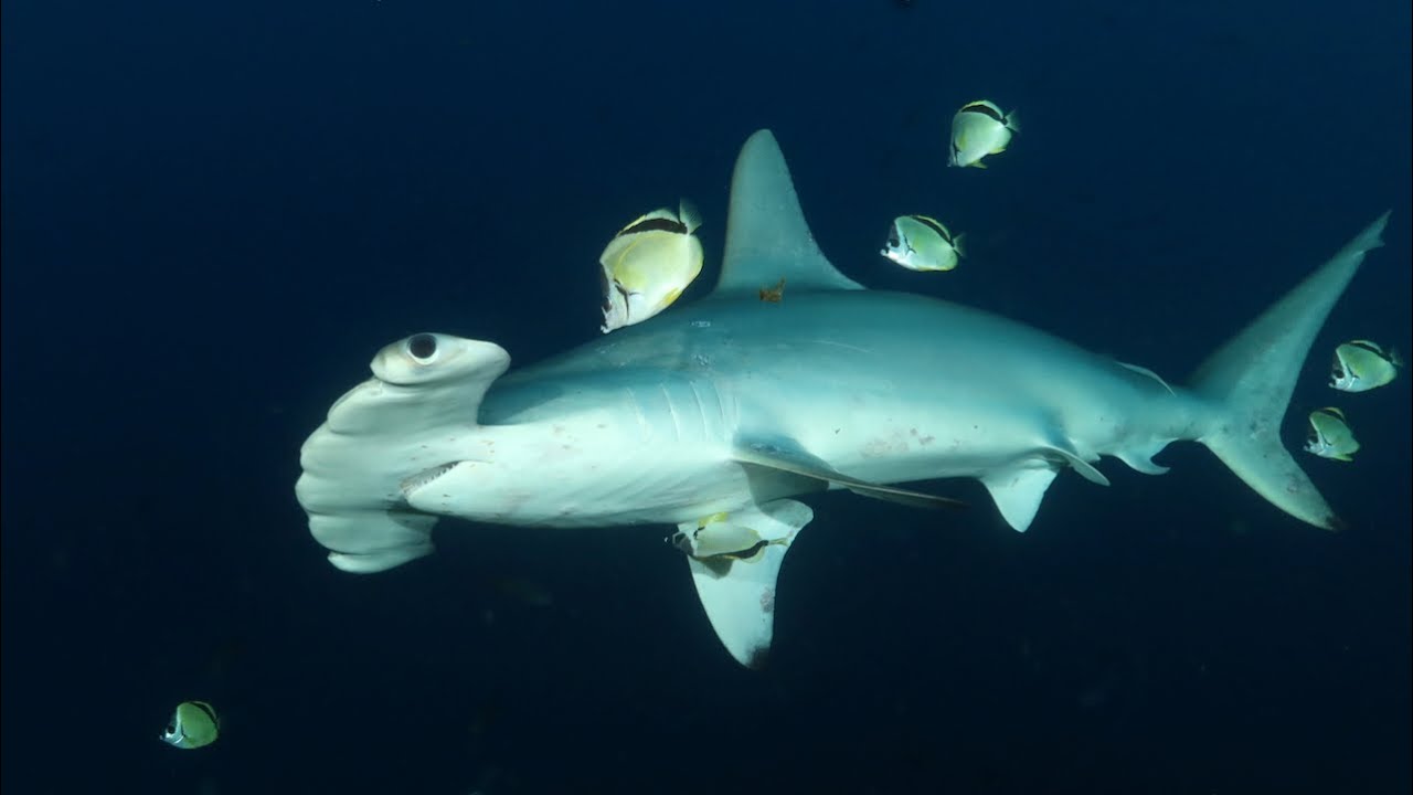 Diving in Cocos island, Costa Rica - hammerheads, silvertip and whale sharks